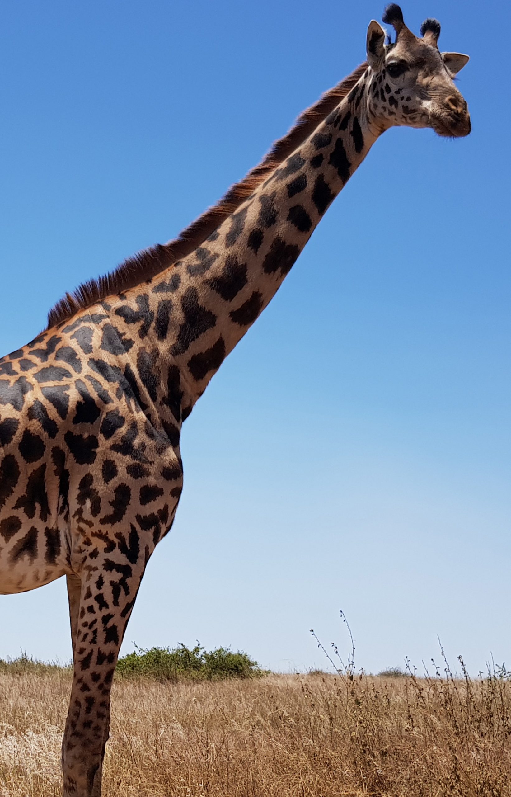 A giraffe in Nairobi national parc