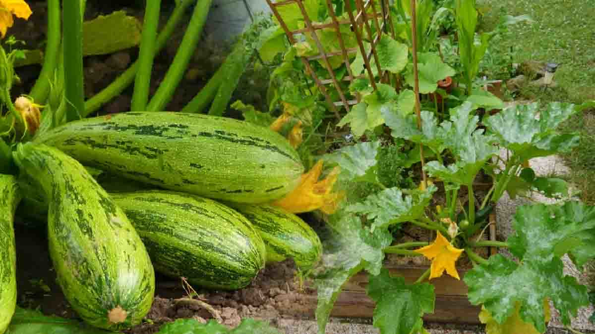 Vegetables from the garden